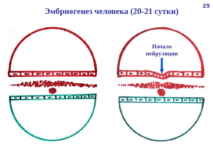   Эмбриогенез человека (20 -21 сутки) Начало нейруляции 25 