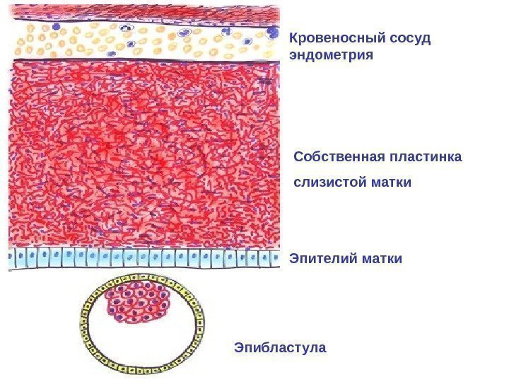   Эпибластула Эпителий матки Собственная пластинка слизистой матки. Кровеносный сосуд эндометрия 