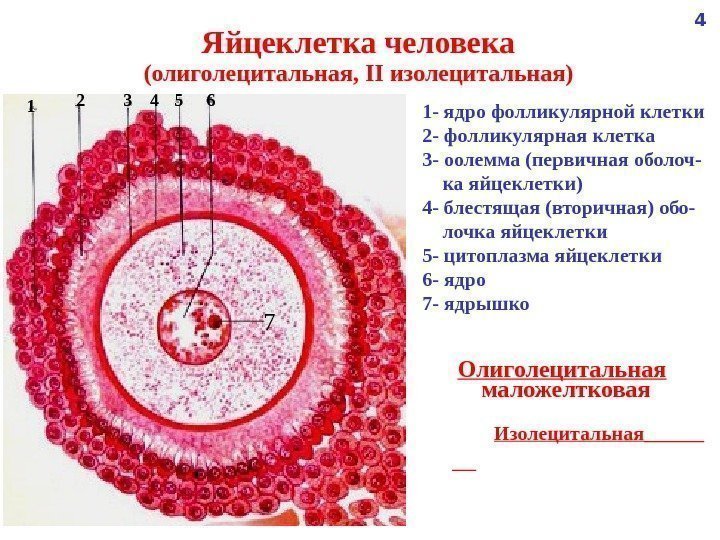   Яйцеклетка человека (олиголецитальная,  II изолецитальная) 1 - ядро фолликулярной клетки 2