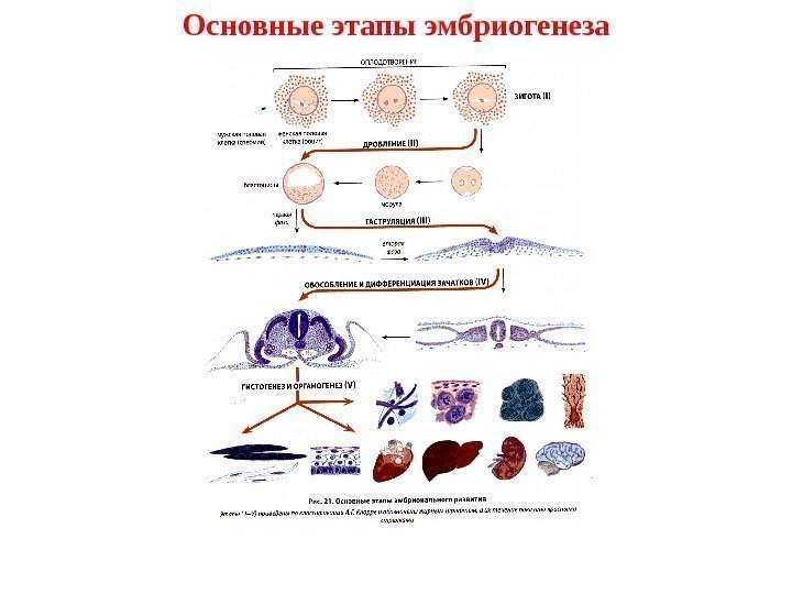   Основные этапы эмбриогенеза 