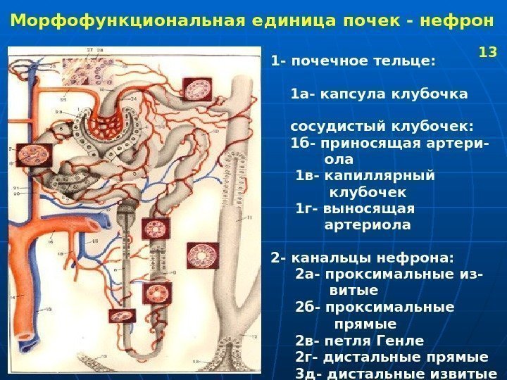   Морфофункциональная единица почек - нефрон 1 - почечное тельце:  1 а-