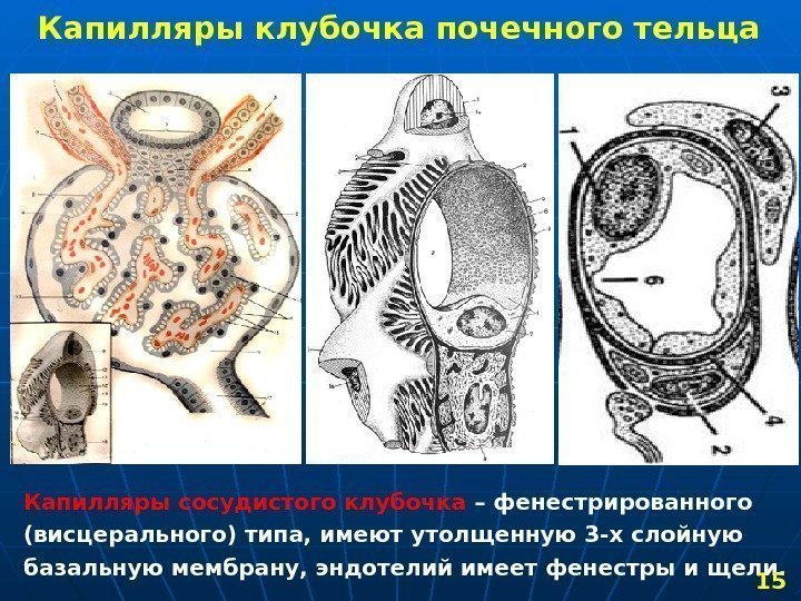   Капилляры клубочка почечного тельца  Капилляры сосудистого клубочка – фенестрированного  (висцерального)