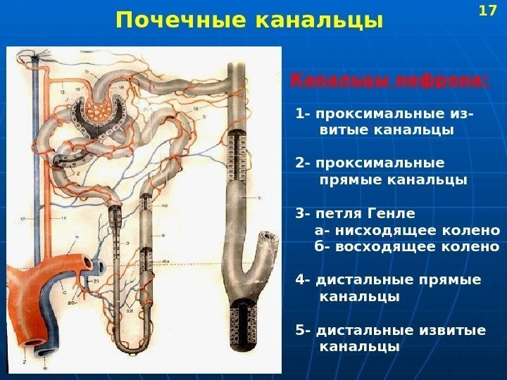   Почечные канальцы Канальцы нефрона:  1 - проксимальные из-  витые канальцы