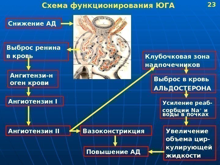   Схема функционирования ЮГА Снижение АД Выброс ренина в кровь Ангитензи-н оген крови