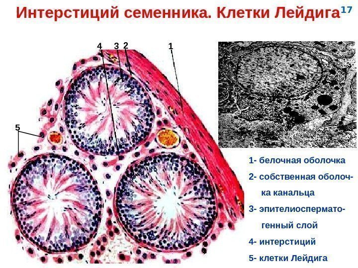   Интерстиций семенника. Клетки Лейдига 12 34 1 - белочная оболочка 2 -