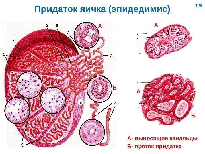   Придаток яичка (эпидедимис) А- выносящие канальцы Б- проток придатка А АА ББ