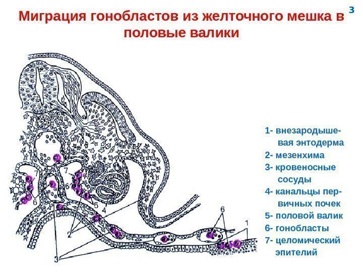   Миграция гонобластов из желточного мешка в половые валики 1 - внезародыше- 