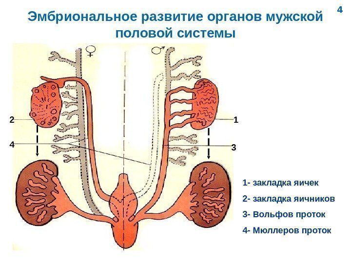   Эмбриональное развитие органов мужской половой системы 12 34 1 - закладка яичек