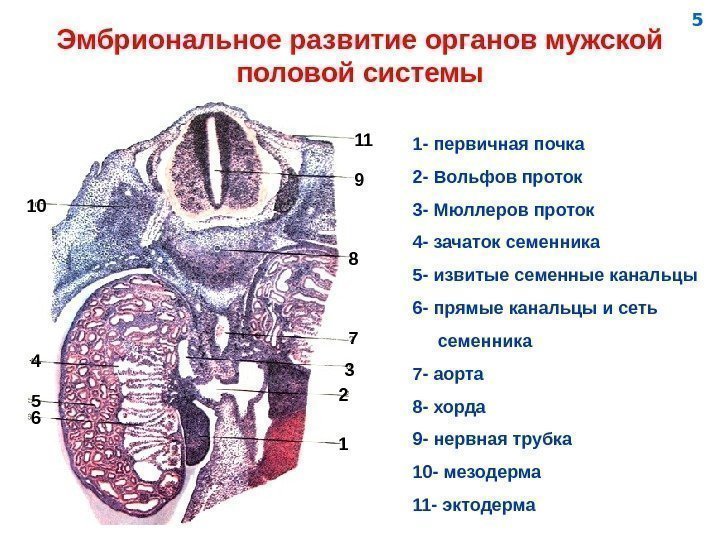   Эмбриональное развитие органов мужской половой системы 12 34 5 6 7 8