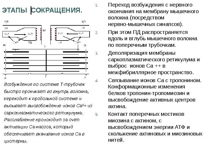 ЭТАПЫ СОКРАЩЕНИЯ. 1. Переход возбуждения с нервного окончания на мембрану мышечного волокна (посредством нервно-мышечных