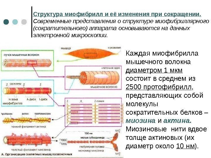 Структура миофибрилл и её изменения при сокращении. Современные представления о структуре миофибриллярного (сократительного) аппарата