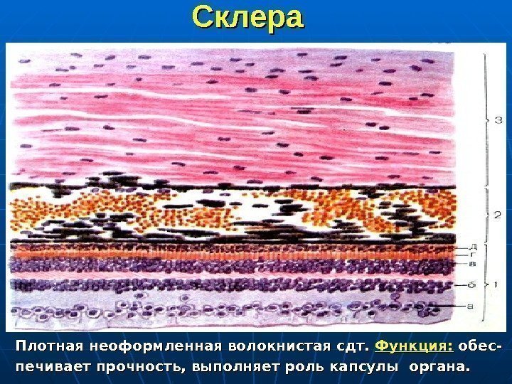 Склера  Плотная неоформленная волокнистая сдт.  Функция:  обес- печивает прочность, выполняет роль