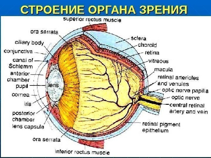 СТРОЕНИЕ ОРГАНА ЗРЕНИЯ 