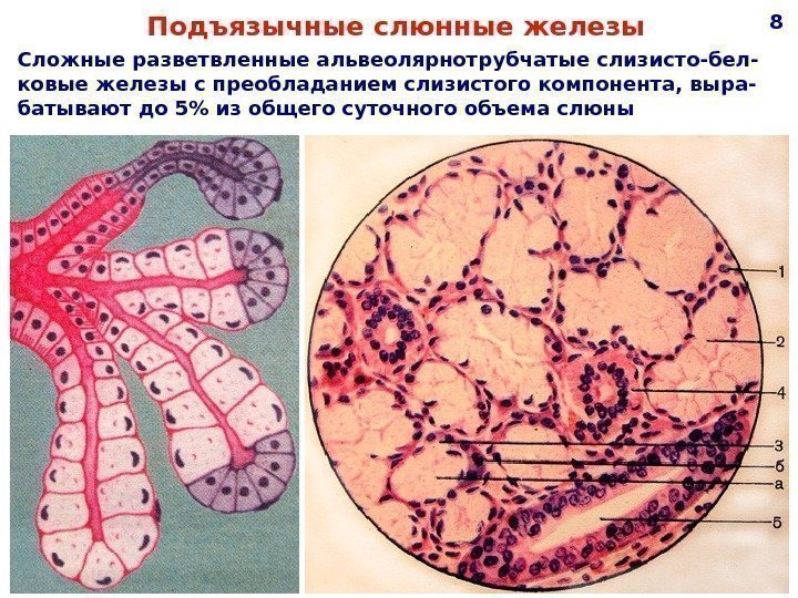 Подъязычные слюнные железы Сложные разветвленные альвеолярнотрубчатые слизисто-бел- ковые железы с преобладанием слизистого компонента, выра-