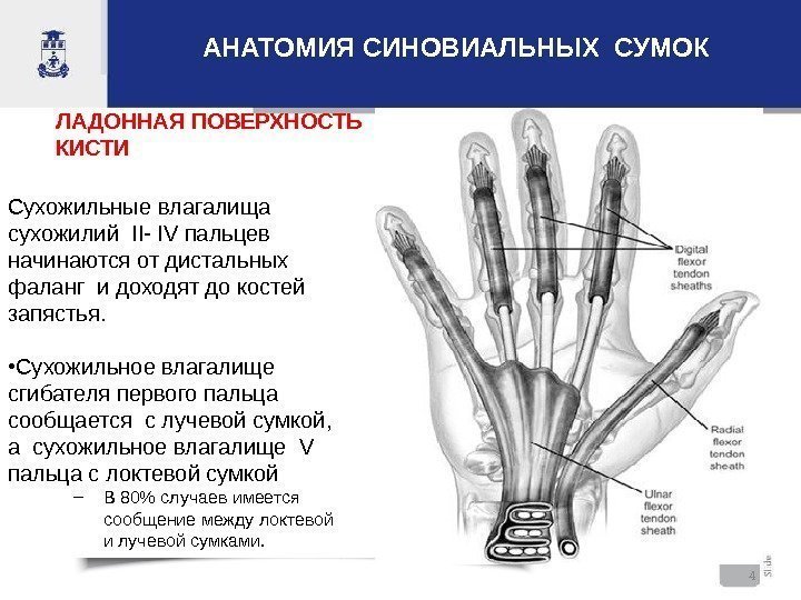 4 АНАТОМИЯ СИНОВИАЛЬНЫХ СУМОК Сухожильные влагалища сухожилий  II- IV пальцев начинаются от дистальных
