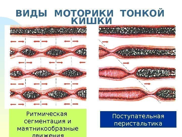 ВИДЫ МОТОРИКИ ТОНКОЙ  КИШКИ Ритмическая  сегментация и маятникообразные движения Поступательная перистальтика 