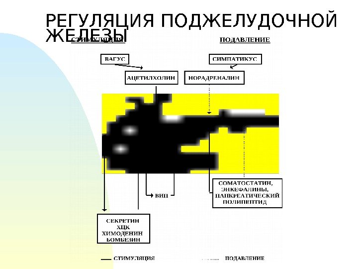 РЕГУЛЯЦИЯ ПОДЖЕЛУДОЧНОЙ ЖЕЛЕЗЫ 