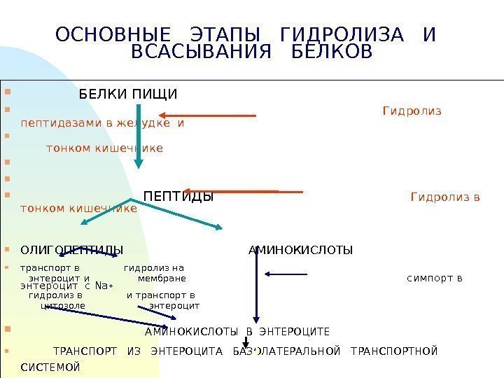 ОСНОВНЫЕ  ЭТАПЫ  ГИДРОЛИЗА  И  ВСАСЫВАНИЯ  БЕЛКОВ   