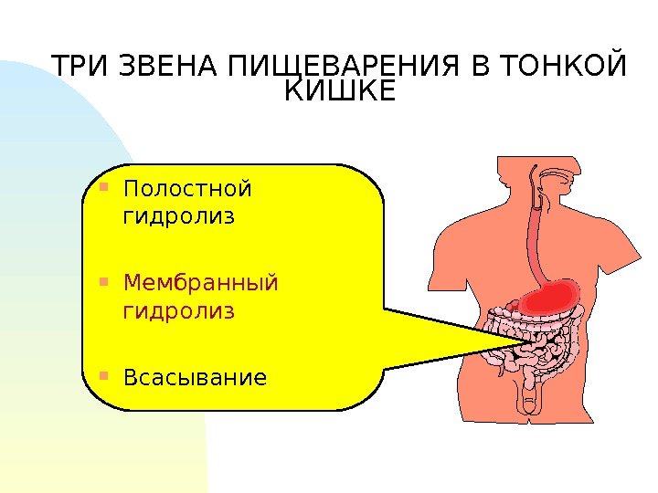 ТРИ ЗВЕНА ПИЩЕВАРЕНИЯ В ТОНКОЙ КИШКЕ Полостной гидролиз Мембранный гидролиз Всасывание 