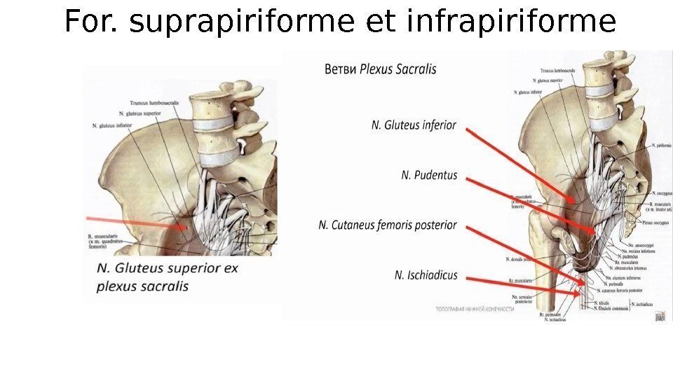 For. suprapiriforme et infrapiriforme 