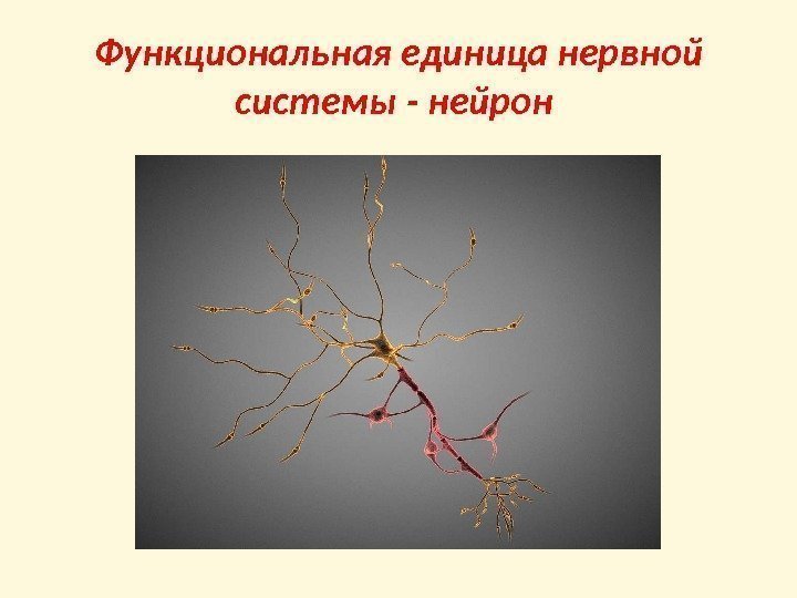Функциональная единица нервной системы - нейрон 