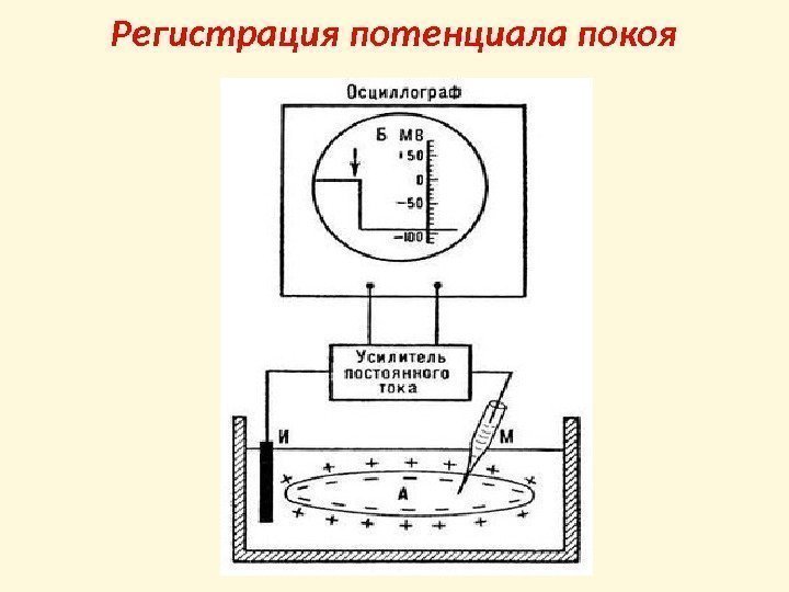 Регистрация потенциала покоя 