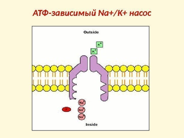 АТФ-зависимый Na+/K+ насос 