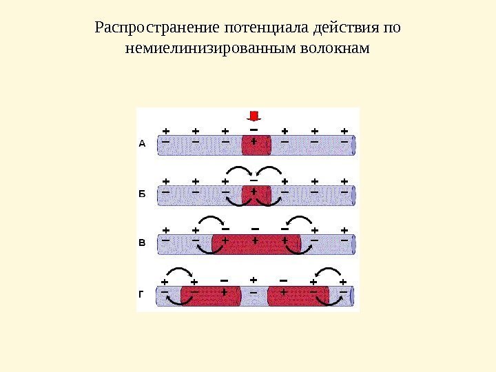 Распространение потенциала действия по немиелинизированным волокнам 