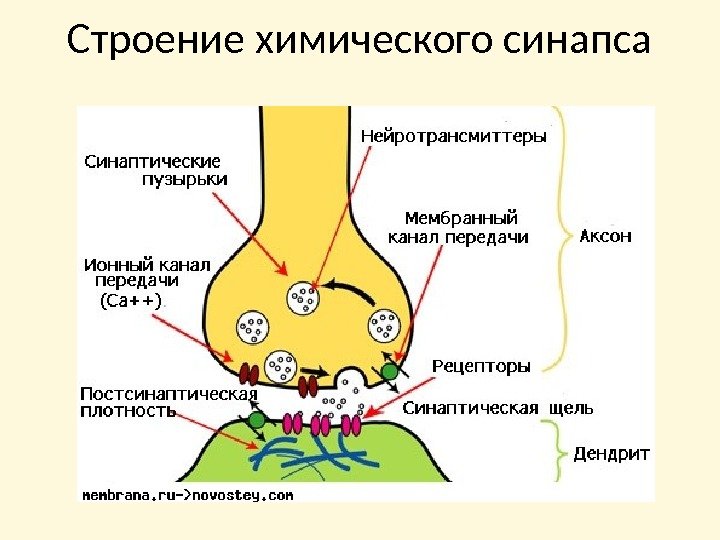 Строение химического синапса 