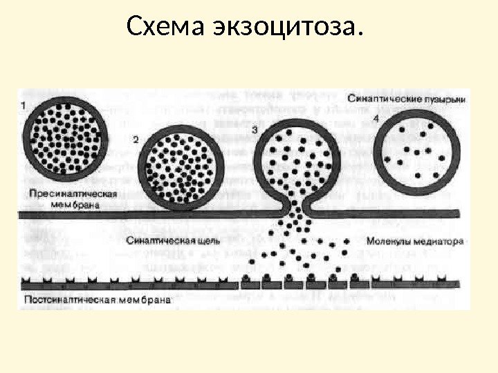 Схема экзоцитоза.  