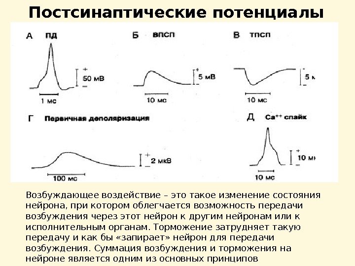 Постсинаптические потенциалы Возбуждающее воздействие – это такое изменение состояния нейрона, при котором облегчается возможность