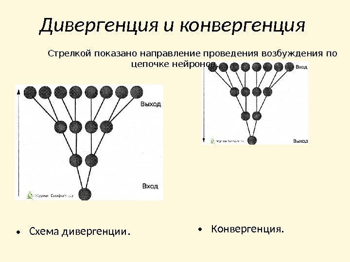 Дивергенция и конвергенция  • Схема дивергенции.  • Конвергенция. Стрелкой показано направление проведения