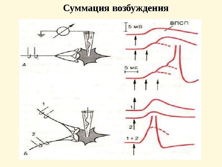 Суммация возбуждения  