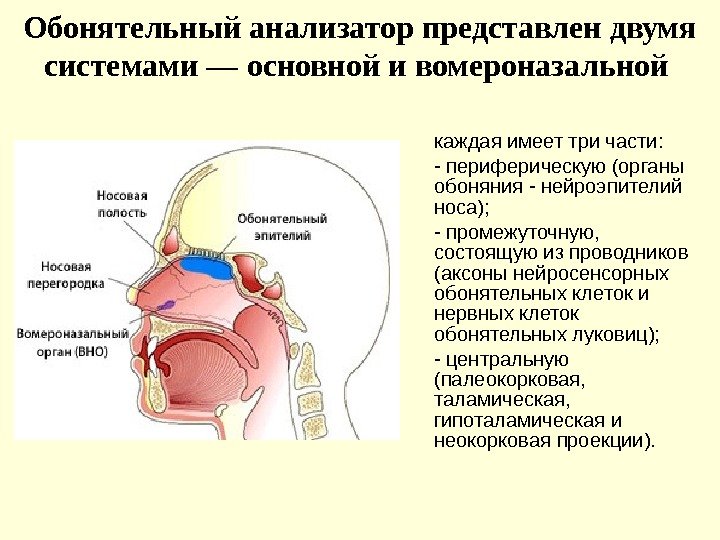 Обонятельный анализатор представлен двумя системами — основной и вомероназальной  каждая имеет три части: