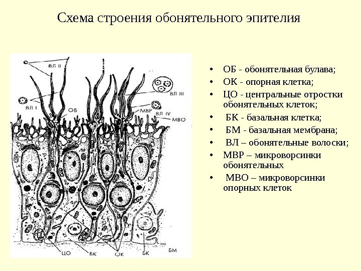 Схема строения обонятельного эпителия  • ОБ - обонятельная булава;  • ОК -