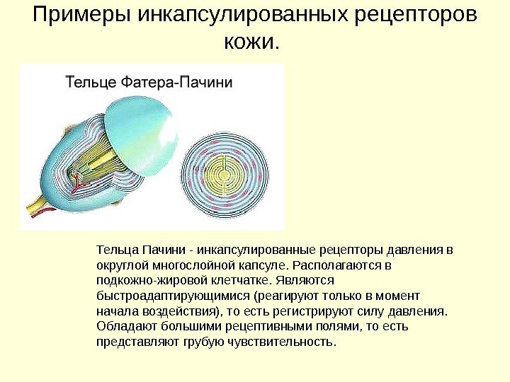 Примеры инкапсулированных рецепторов кожи.  Тельца Пачини - инкапсулированные рецепторы давления в округлой многослойной