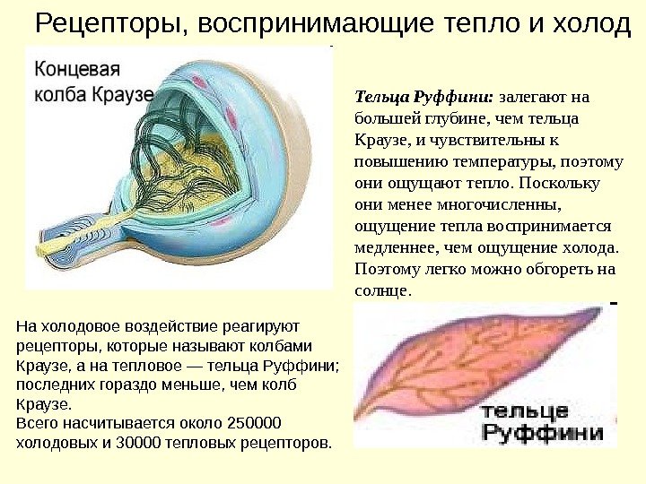 Тельца Руффини:  залегают на большей глубине, чем тельца Краузе, и чувствительны к повышению