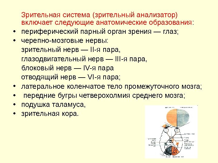  Зрительная система (зрительный анализатор) включает следующие анатомические образования :  • периферический парный