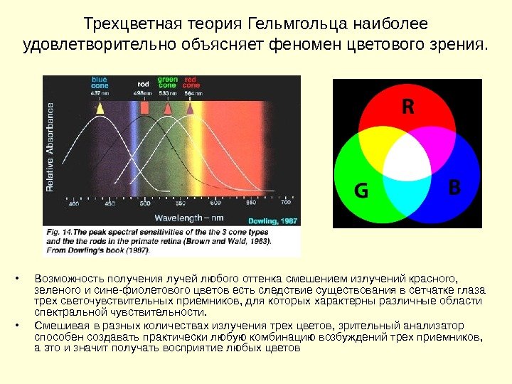 Трехцветная теория Гельмгольца наиболее удовлетворительно объясняет феномен цветового зрения.  • Возможность получения лучей