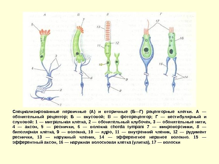 Специализированные первичные (А) и вторичные (Б—Г) рецепторные клетки.  А — обонятельный рецептор; 