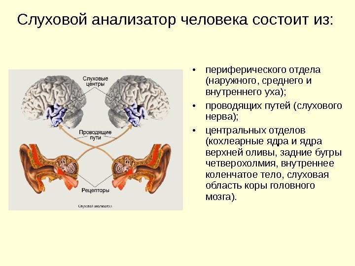 Слуховой анализатор человека состоит из:  • периферического отдела (наружного, среднего и внутреннего уха);