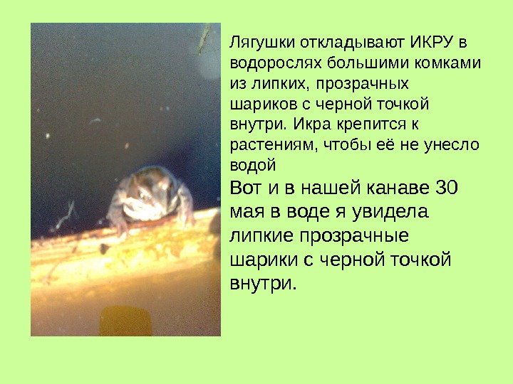Лягушки откладывают ИКРУ в водорослях большими комками из липких, прозрачных шариков с черной точкой