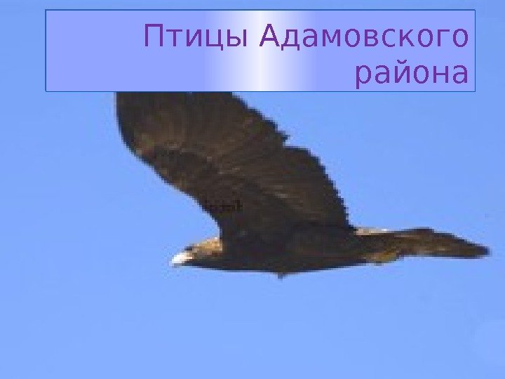 Птицы Адамовского района 0102 10 