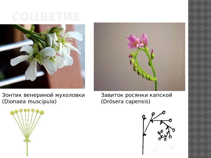 СОЦВЕТИЕ. Зонтик венериной мухоловки (Dionaea muscipula) Завиток росянки капской (Drósera capensis) 