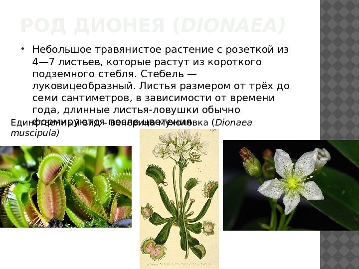 РОД ДИОНЕЯ ( DIONAEA) Небольшое травянистое растение с розеткой из 4— 7 листьев, которые