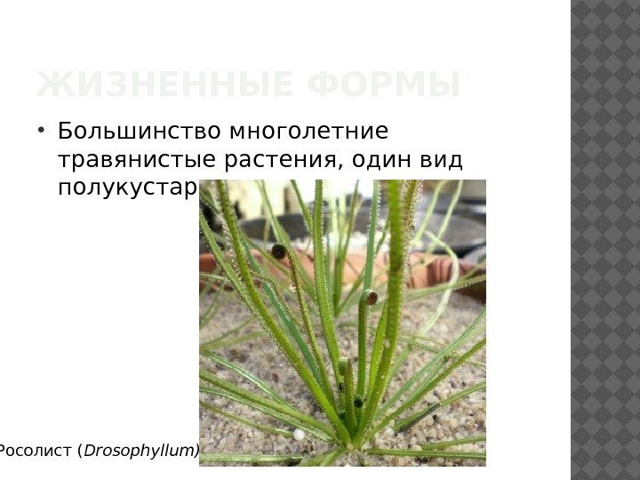 ЖИЗНЕННЫЕ ФОРМЫ Большинство многолетние травянистые растения, один вид полукустарник: Росолист ( Drosophyllum) 
