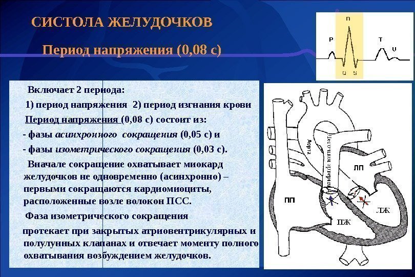 СИСТОЛА ЖЕЛУДОЧКОВ Период напряжения (0, 08 с)   Включает 2 периода:  