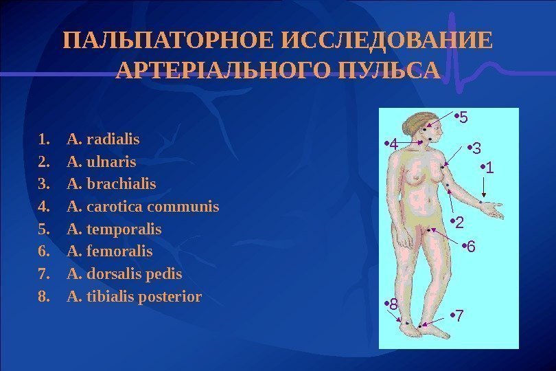 ПАЛЬПАТОРНОЕ ИССЛЕДОВАНИЕ АРТЕРІАЛЬНОГО ПУЛЬСА 1. А.  radialis 2. A. ulnaris 3. A. brachialis