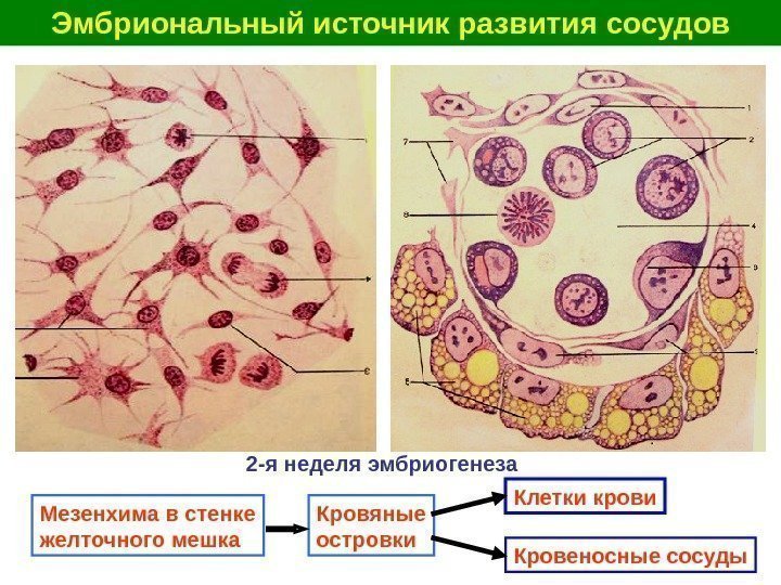   Эмбриональный источник развития сосудов Мезенхима в стенке желточного мешка Кровяные островки Клетки