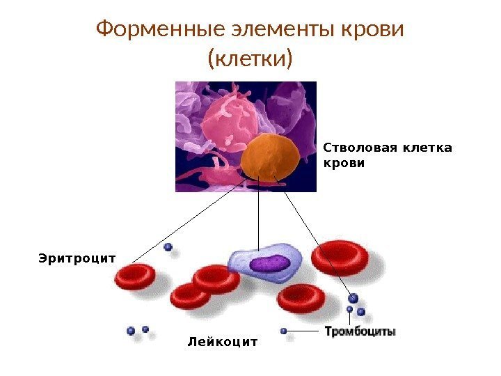Форменные элементы крови (клетки) Эритроцит Лейкоцит  Стволовая клетка крови 